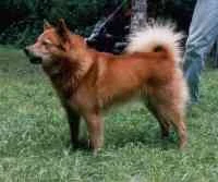 Copyright © 2012 Vladimir Beregovoy, Hunting Laika Breeds of Russia.