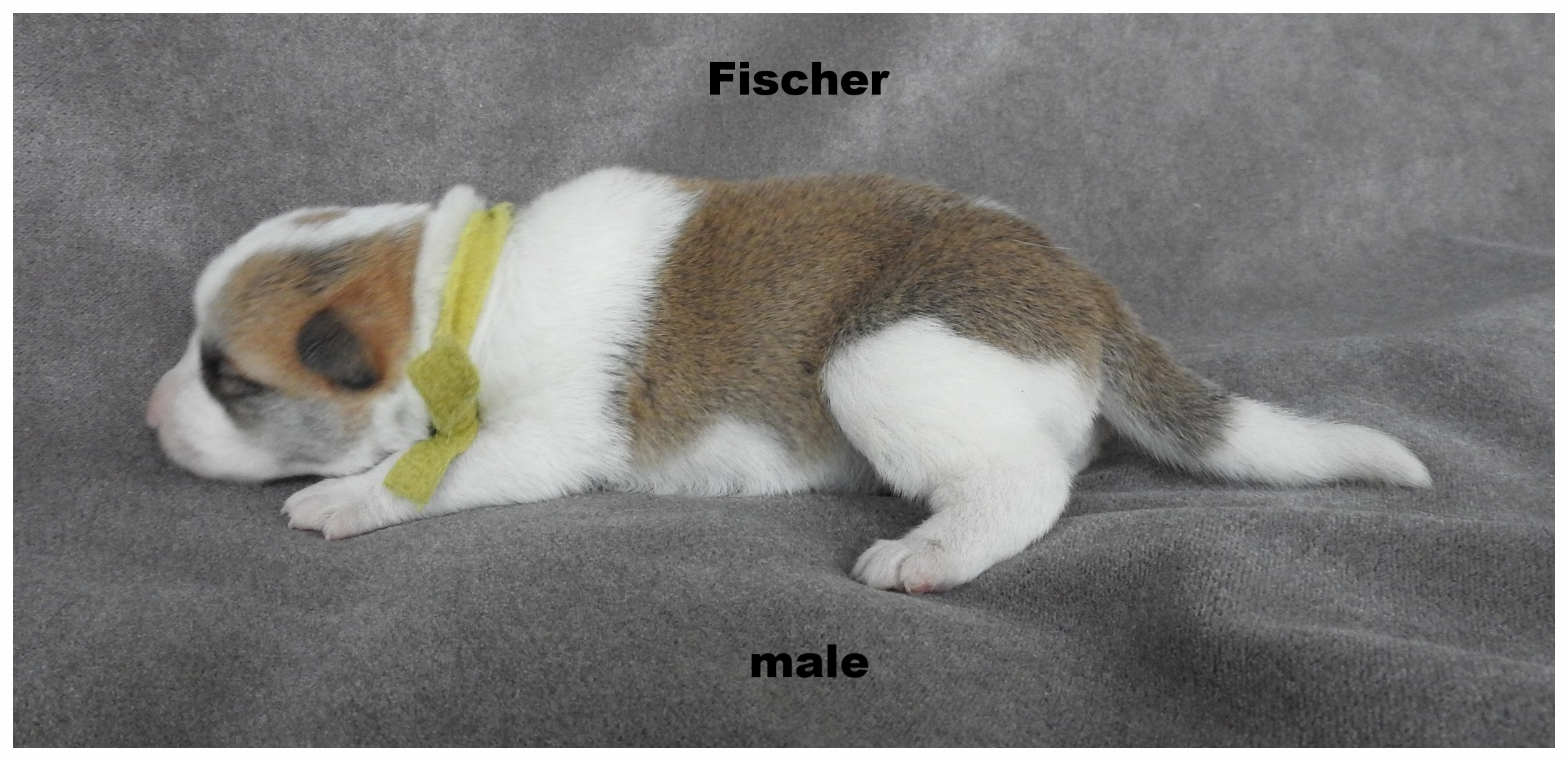 Fisher.jpg