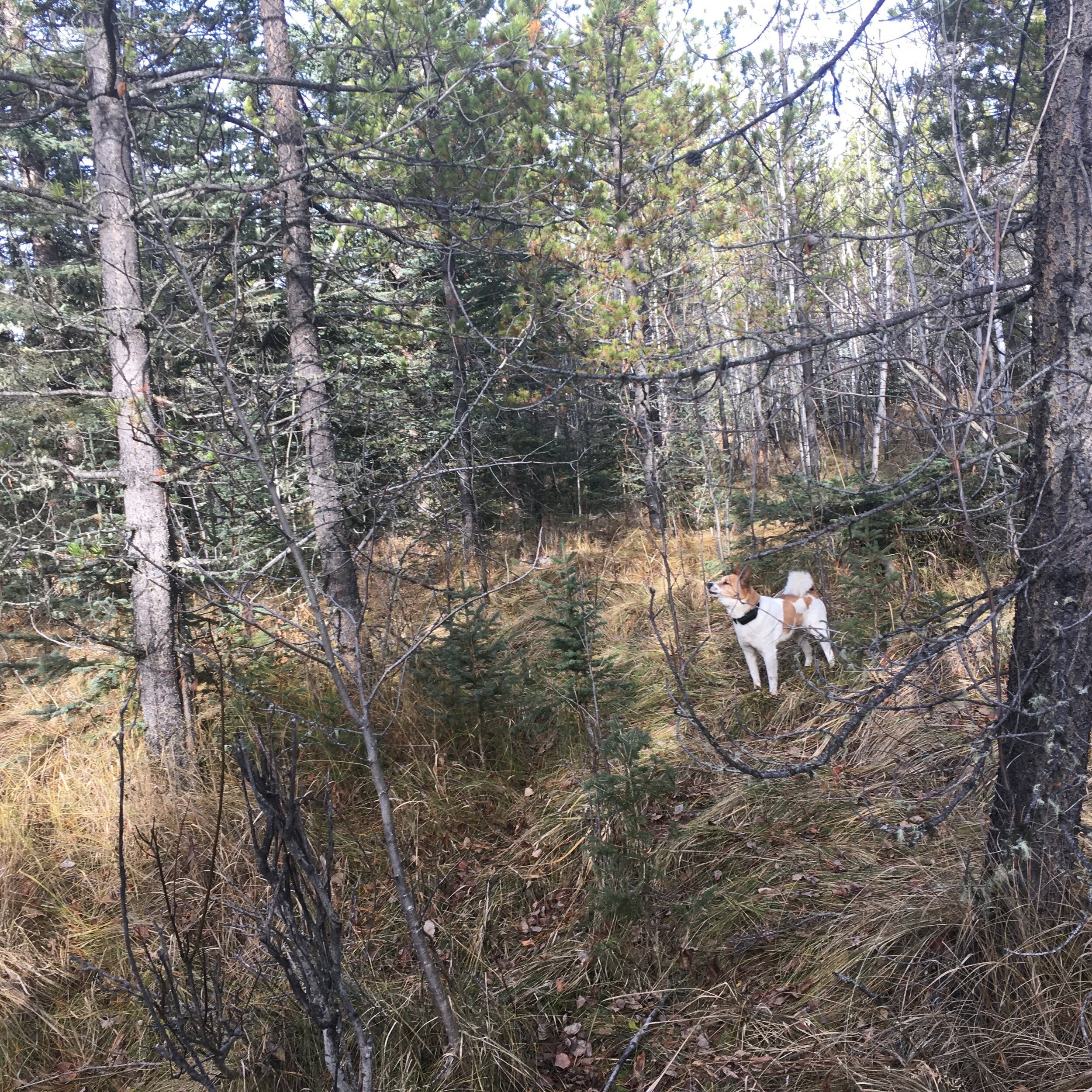 treed grouse.jpg