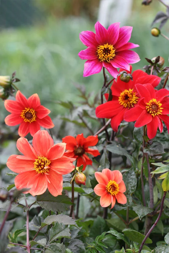 Bishop's Children Dahlias