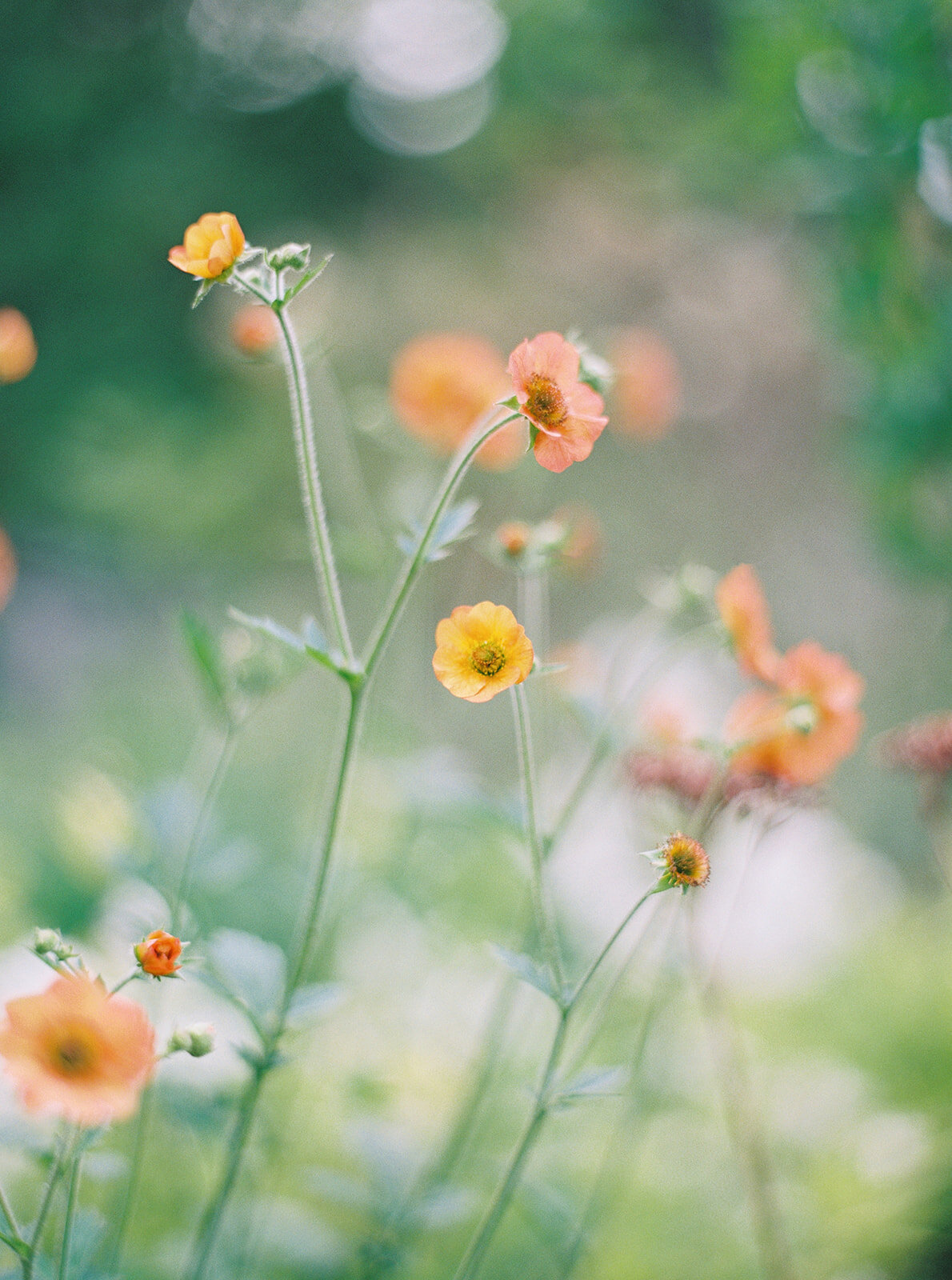 hannahcochranphotography-bittersweetgardens-58.jpg