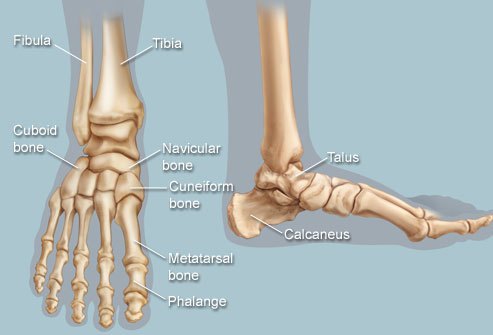 Lets start with a couple facts: 1. there are 26 bones in the foot. 2. The foot is the primary shock absorber when walking/jogging/running. 3. The foot is meant to be supple and accommodating during impact and becomes a rigid lever for push off. 4. Energy goes where energy flows.
