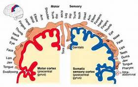 a diagram demonstrating how s=kin is represented in the brain. 