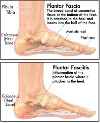 foot anatomy.jpeg
