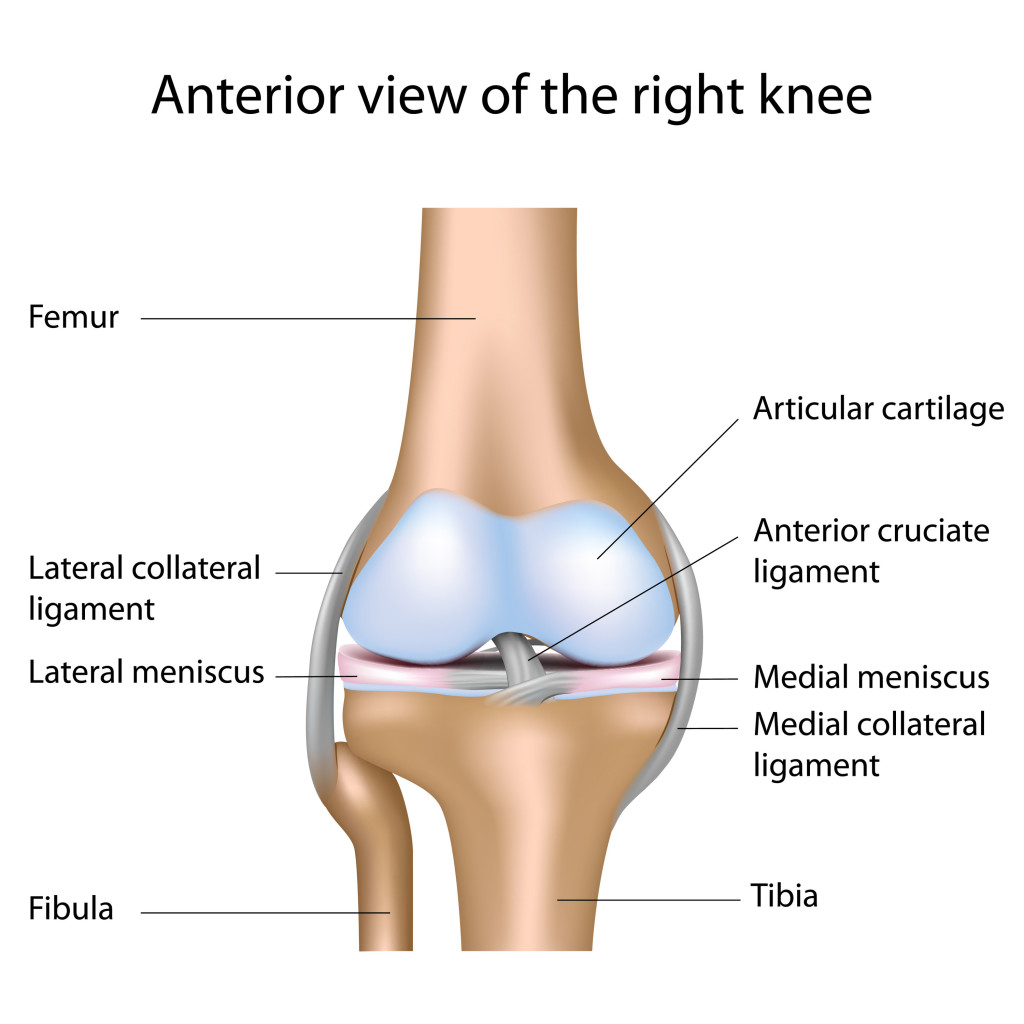There are 2 types of stabilizers in every joint: Dynamic and Static stabilizers. This is a good description of the Static stabilizers of the knee joint. 
