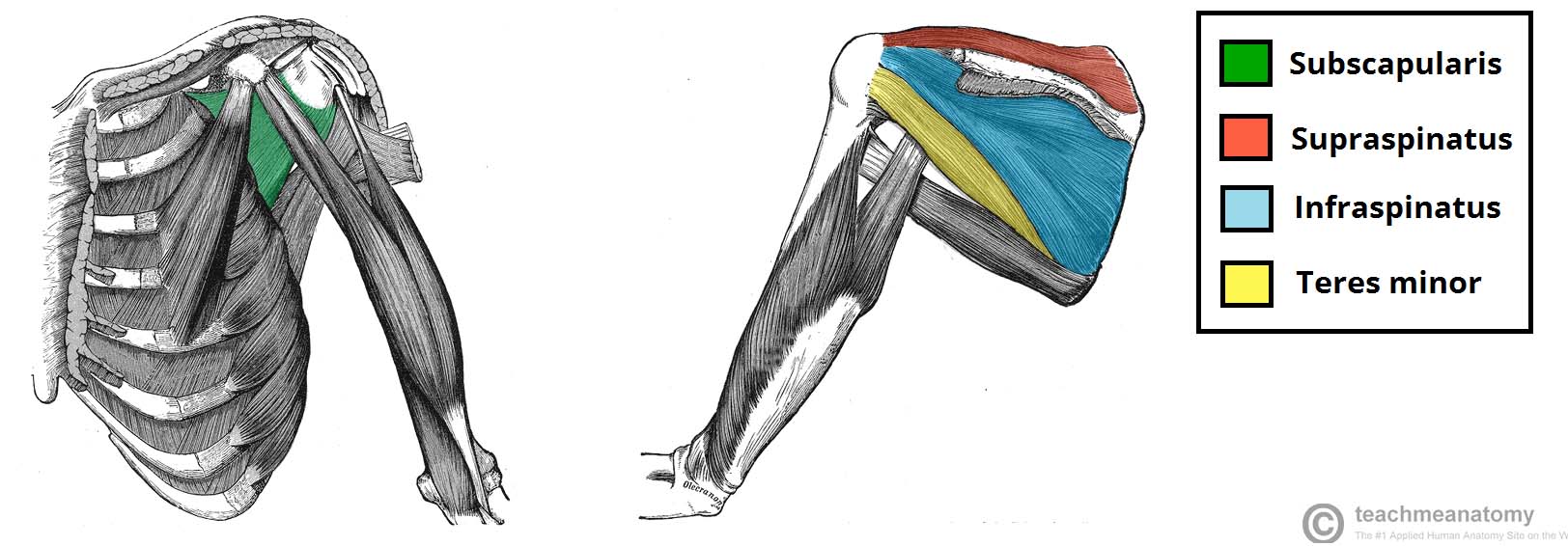 The Rotator Cuff is a great example of the dynamic stabilizers of the shoulder.