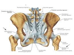 The pelvis is a very tightly bound complex of ligaments and bones. All of which are responsible for static stabilization.