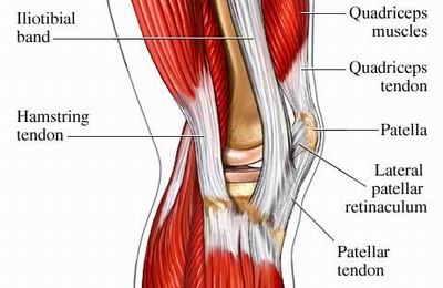 As you can see the knee is a much simpler joint with only a few muscles. The quadriceps and hamstrings do the majority of the dynamic stability in the knee. 