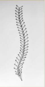 Look familiar?? Yeah, that looks a lot like a human spine!! Funny how that works, isn't it!