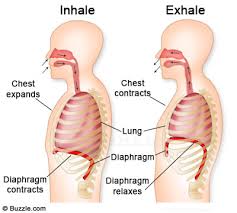 Keeping the diaphragm parallel with the pelvic floor is key! This requires the obliques to keep the ribs from flaring upwards.