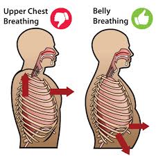 The diaphragm functions for both respiration and postural stability.