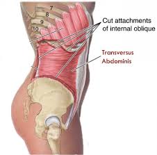You can see here how the Obliques are anchored on the ribs for that stable platform.
