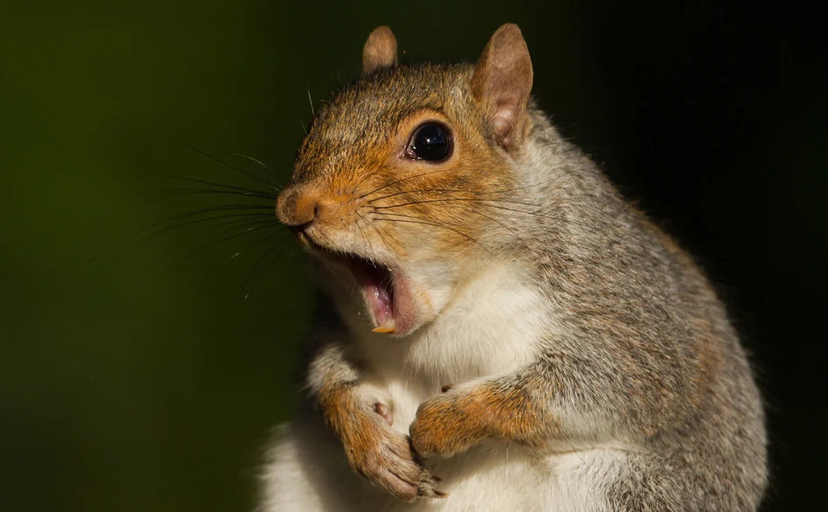 Squirrel!