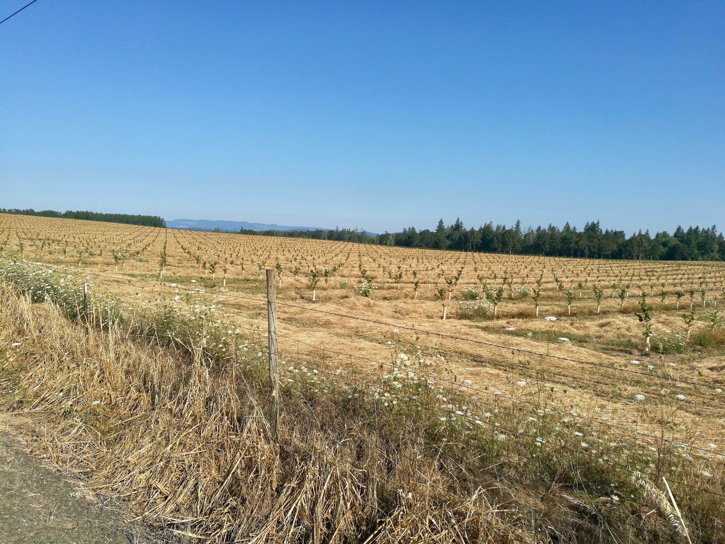 Bike MS Oregon 2019_33.jpeg