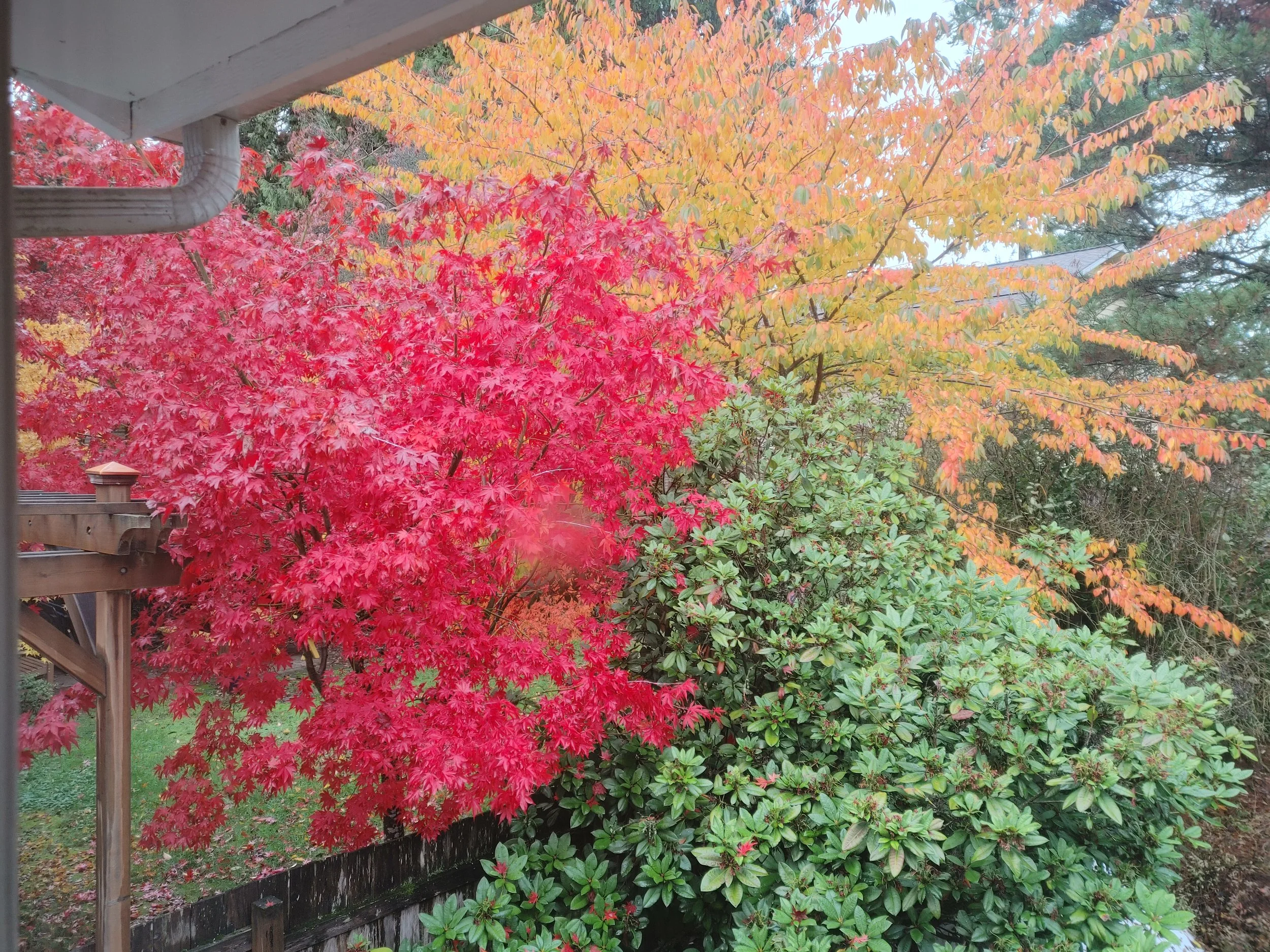 20231106_131907_HDR.jpg
