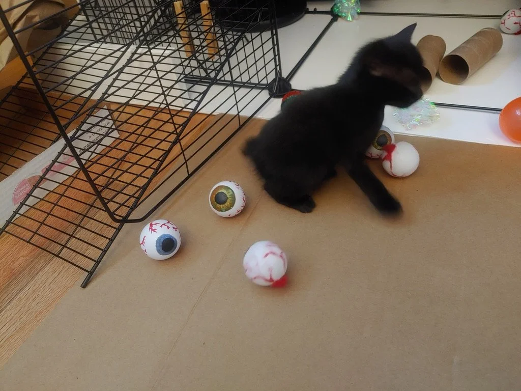 D12217B9-DDAC-4B3A-9119-5D6C9F56E0D1_1_105_c.jpeg