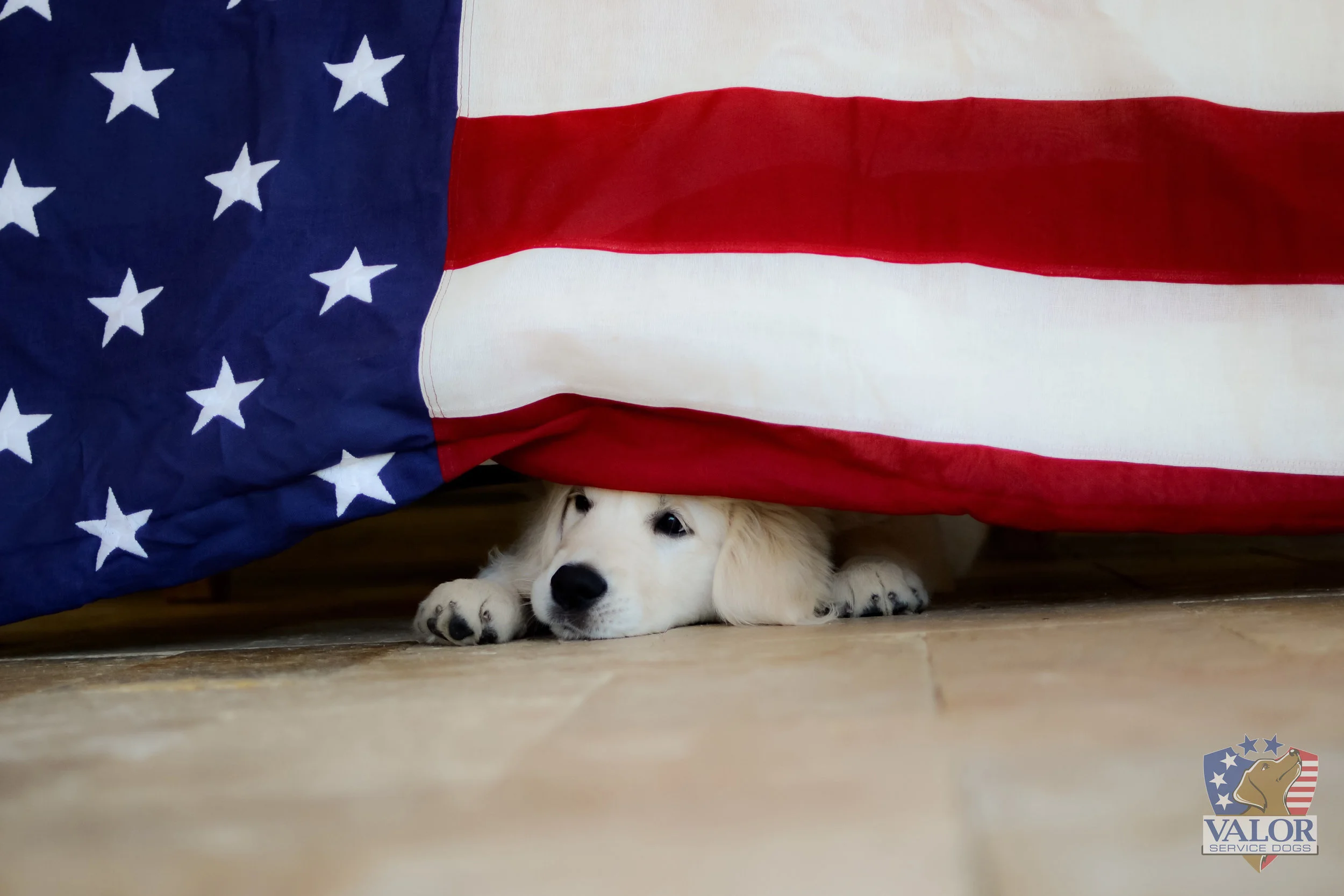 free service dog registration for veterans