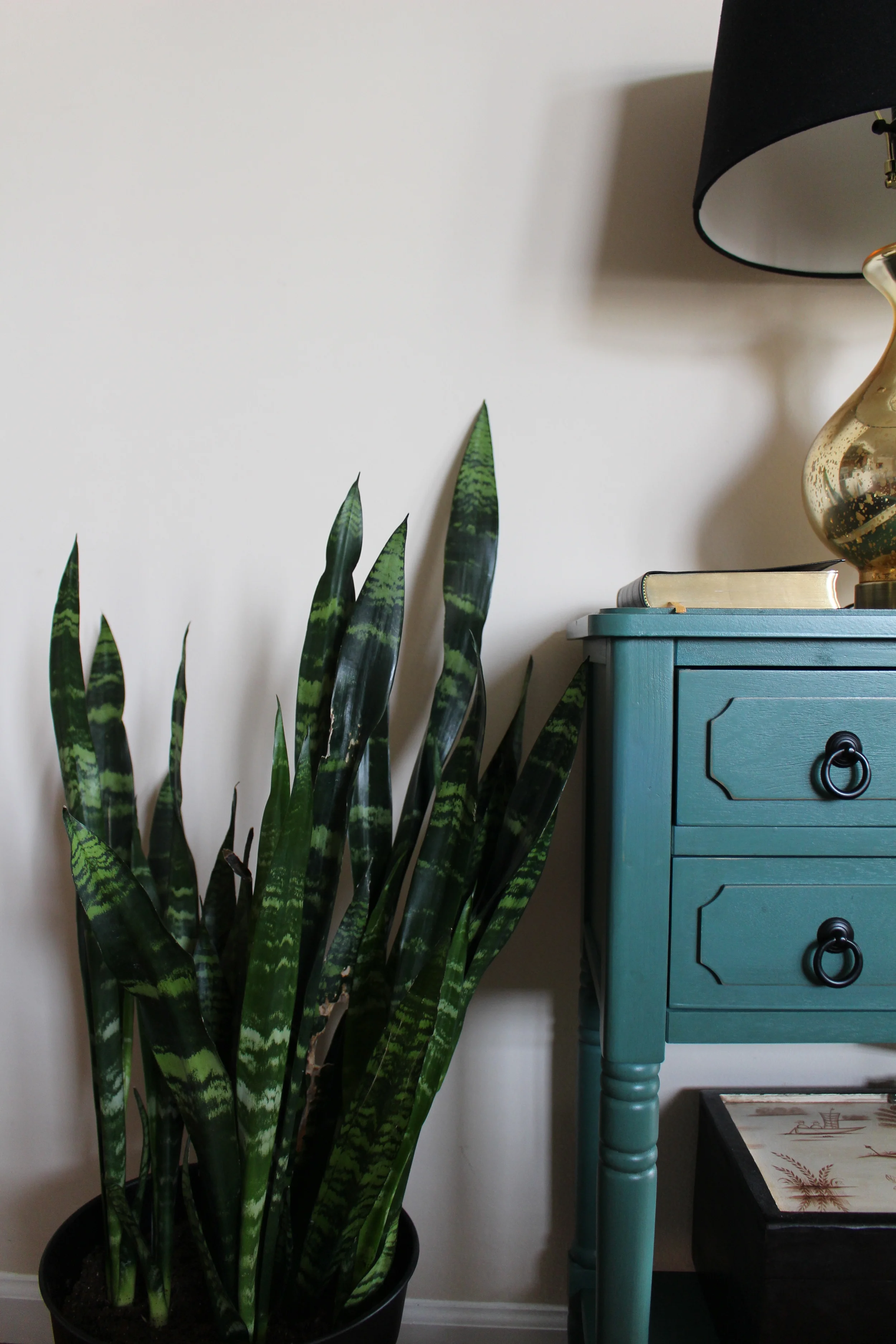 Detox Your Home on a Budget