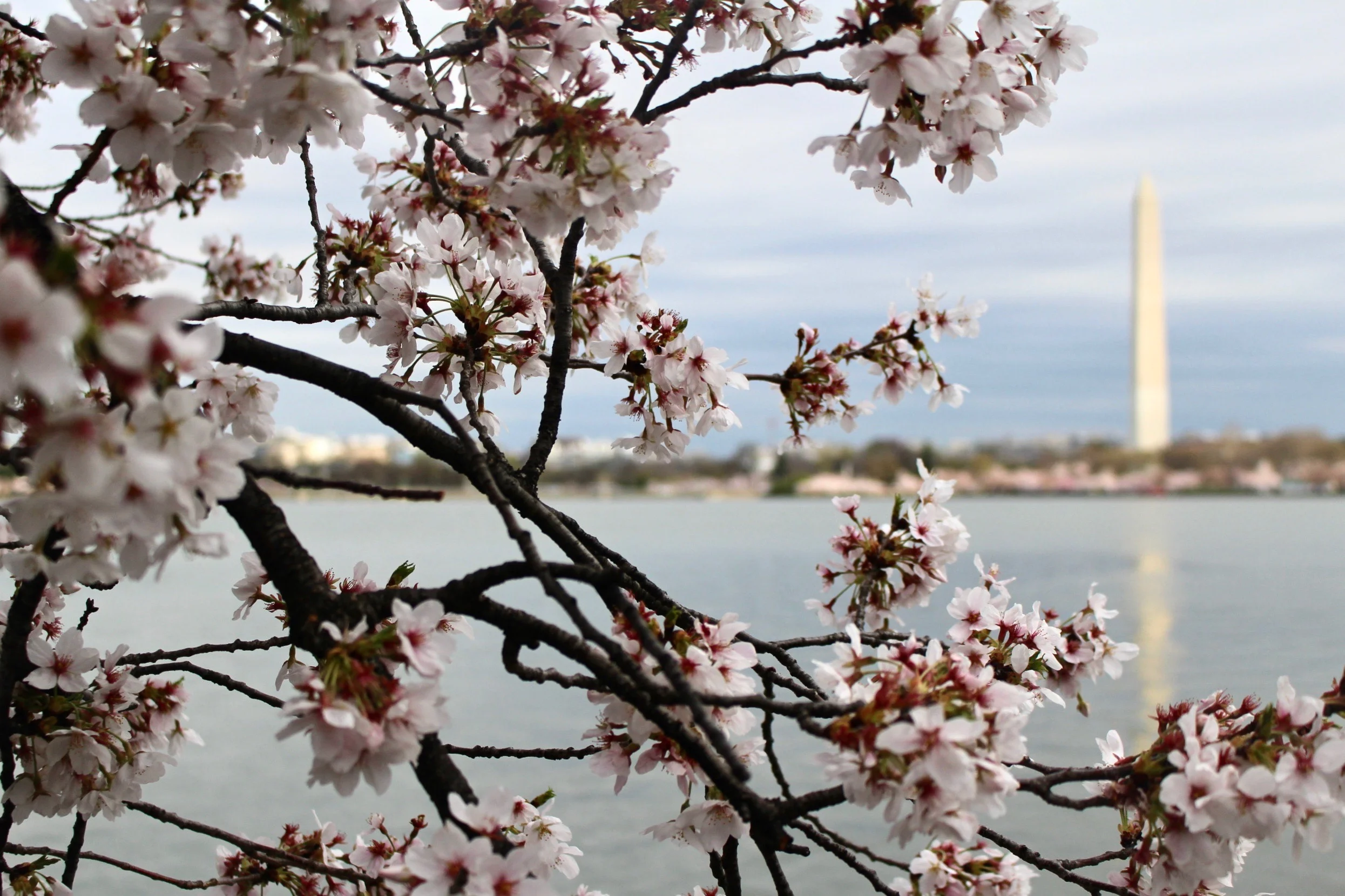 DC Day Trip: National Cherry Blossom Festival in DC — TRAVEL NICOLE M ...