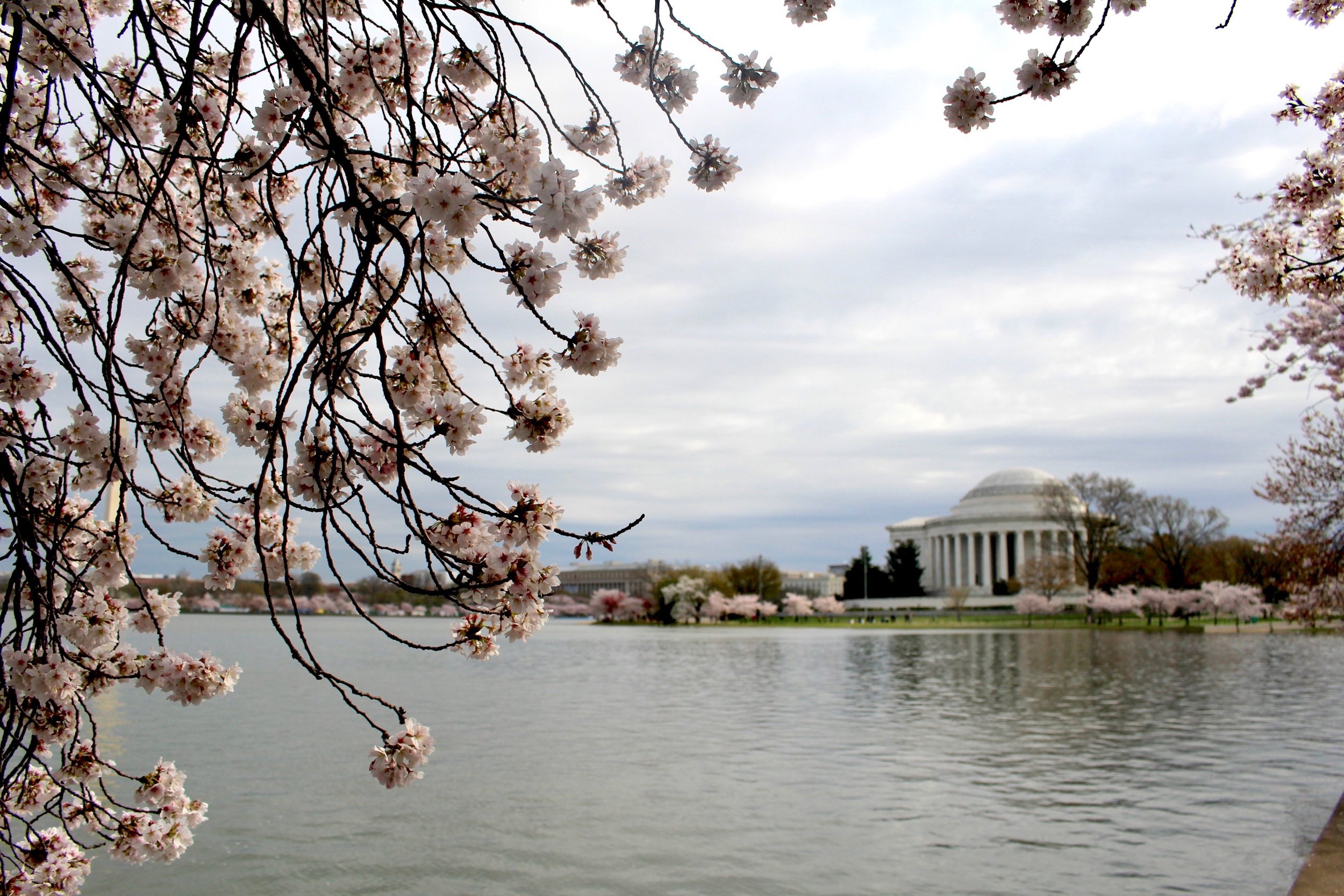 CHERRY BLOSSOM FESTIVAL / WASHINGTON DC / 2017