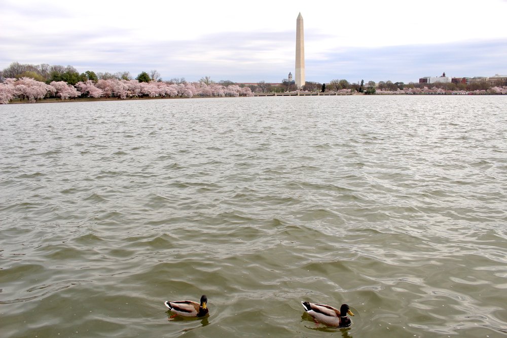 CHERRY BLOSSOM FESTIVAL / WASHINGTON DC / 2017