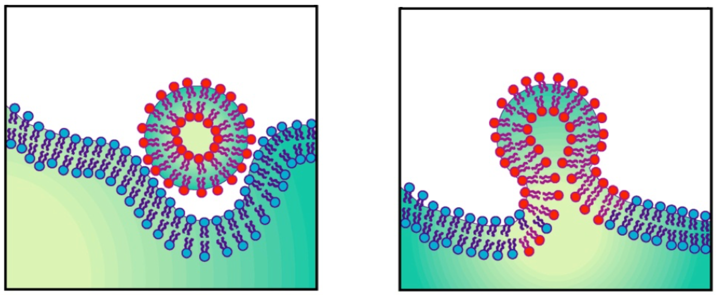 Figure 1. Membrane fusion of an enveloped virus and its target cell.