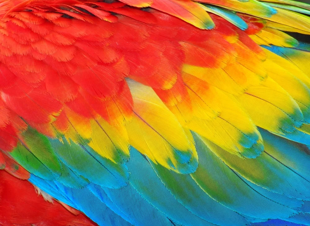 Parrot_feathers_red_and_blue_exotic_texture.293233136_large.jpg