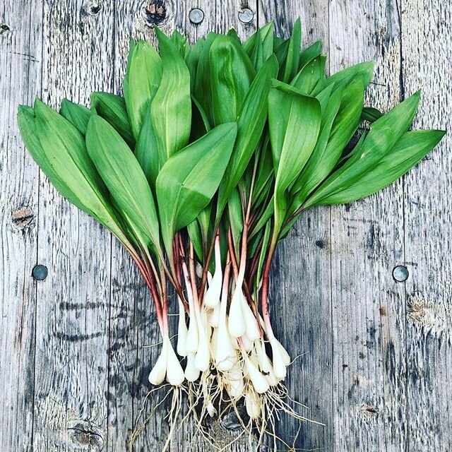 To all the mothers out there- I make my yearly offering of #ramps #wildfood #foraging