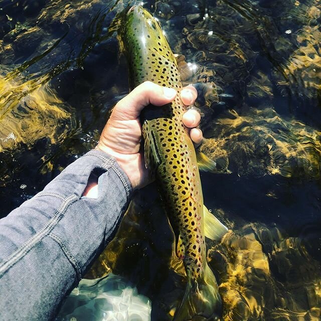 A real beauty #browntrout #flyfishing
