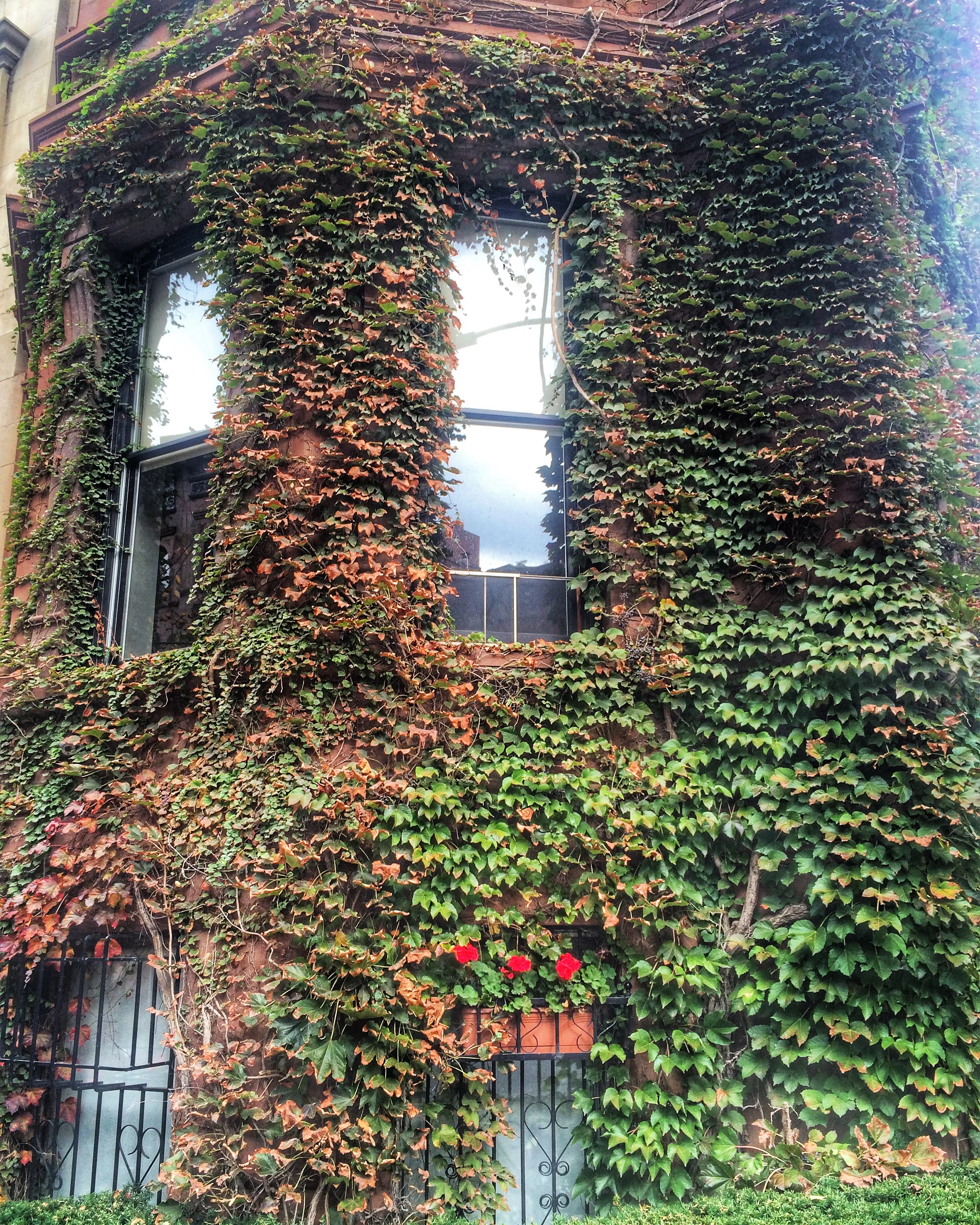 Six Sunday Links November 8 - Avocados, Running and Singing