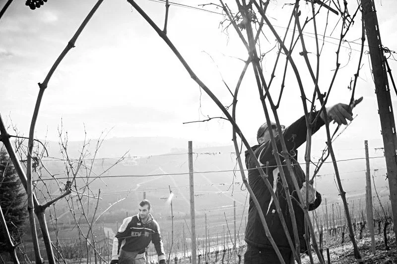 vigneti-04.jpg