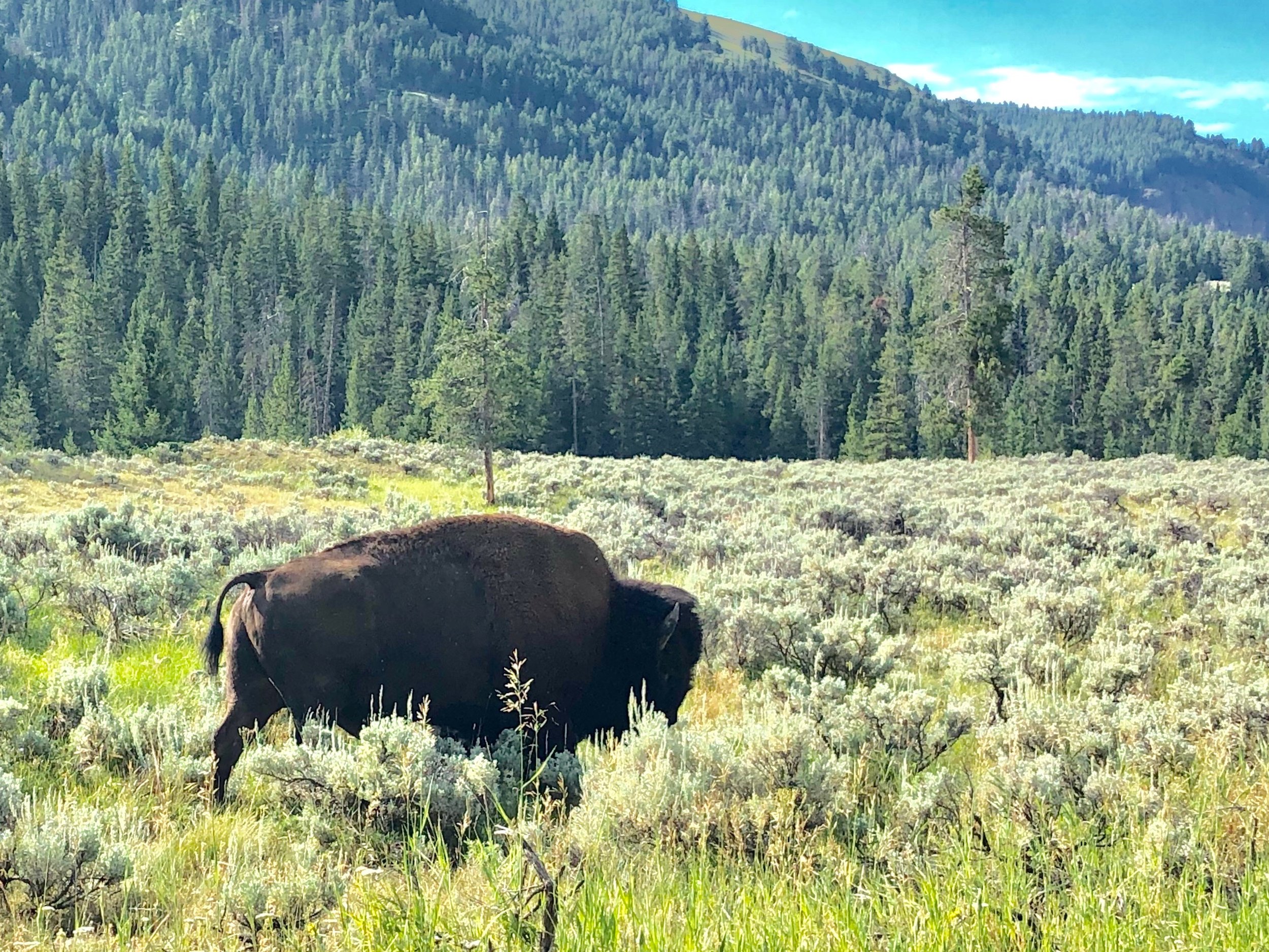 ...where the Buffalo roam....