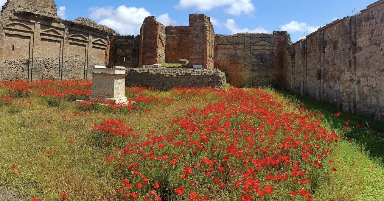 The poppies were in bloom