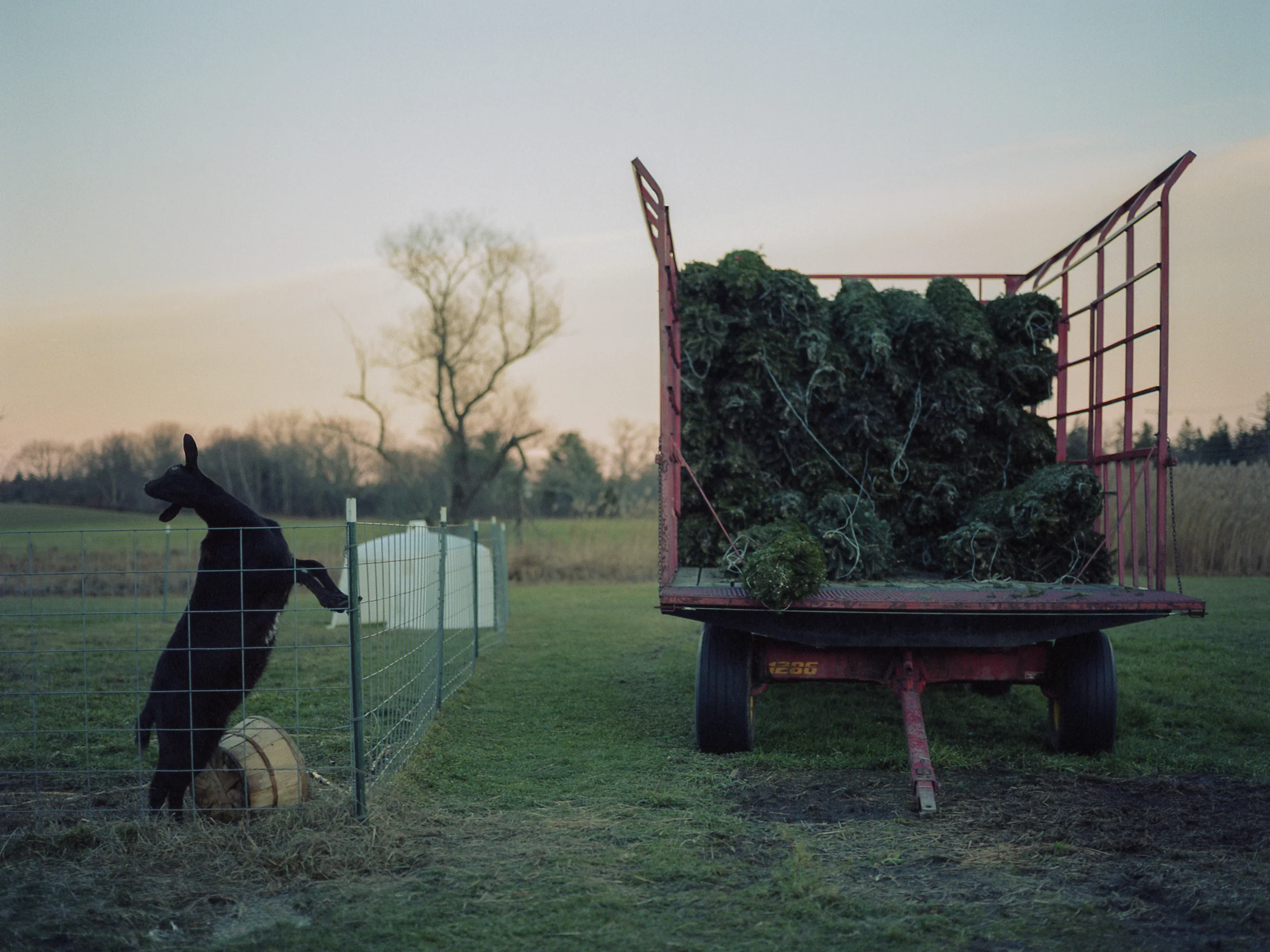 treehunting-4.jpg