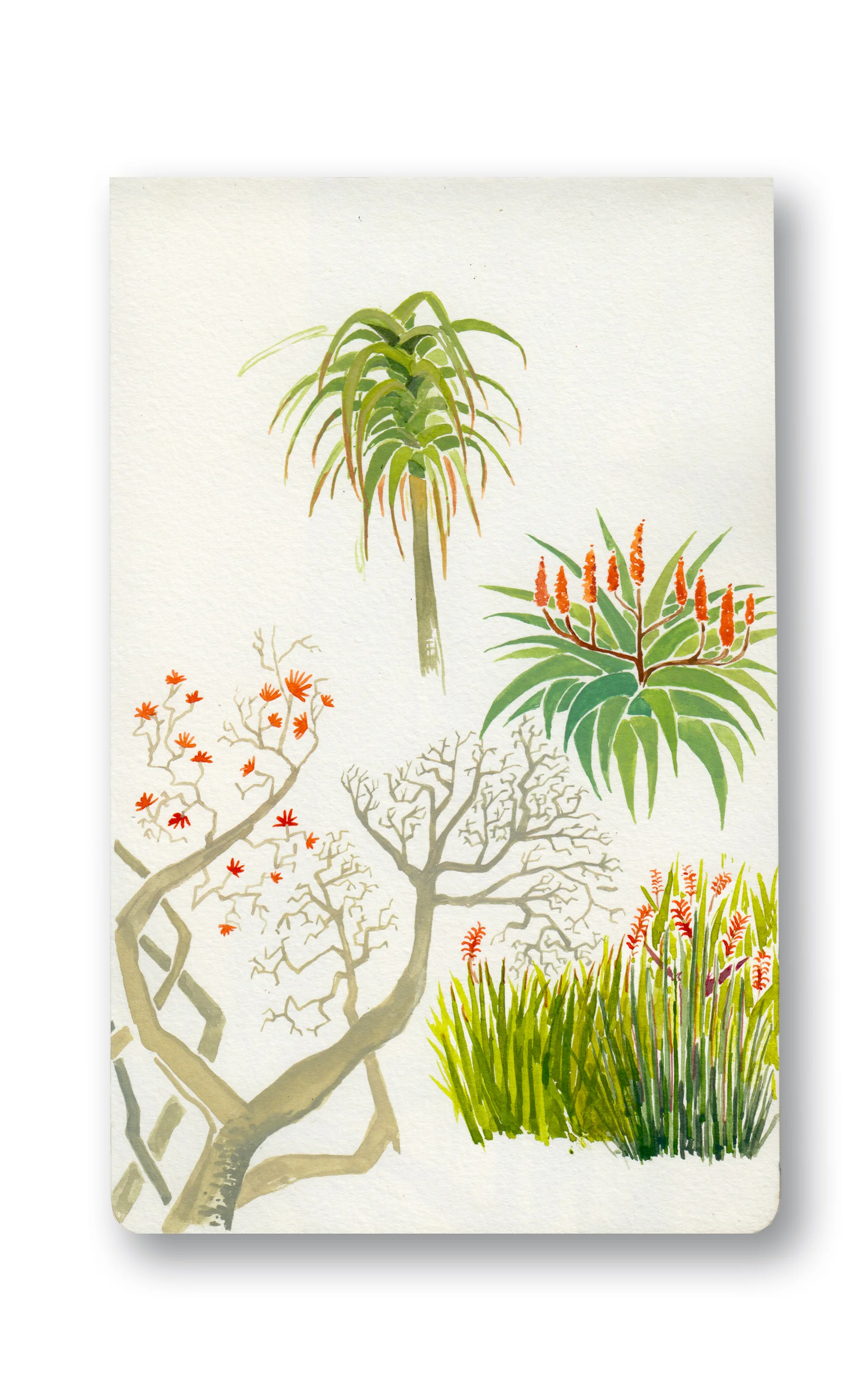 Indigenous South African Aloes and Coral Tree - Durban, SA Watercolor & Gouache - MOleskine Sketchbook 5 x 8.25”