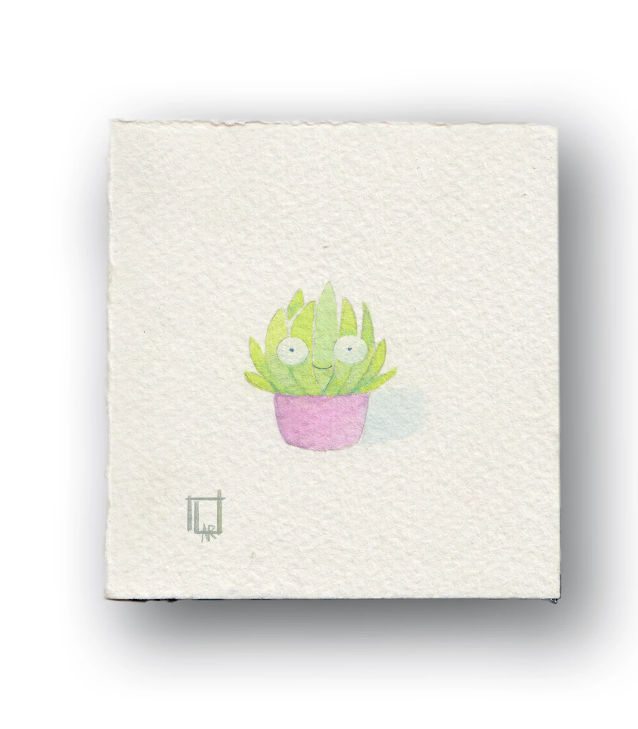 Little Succulent