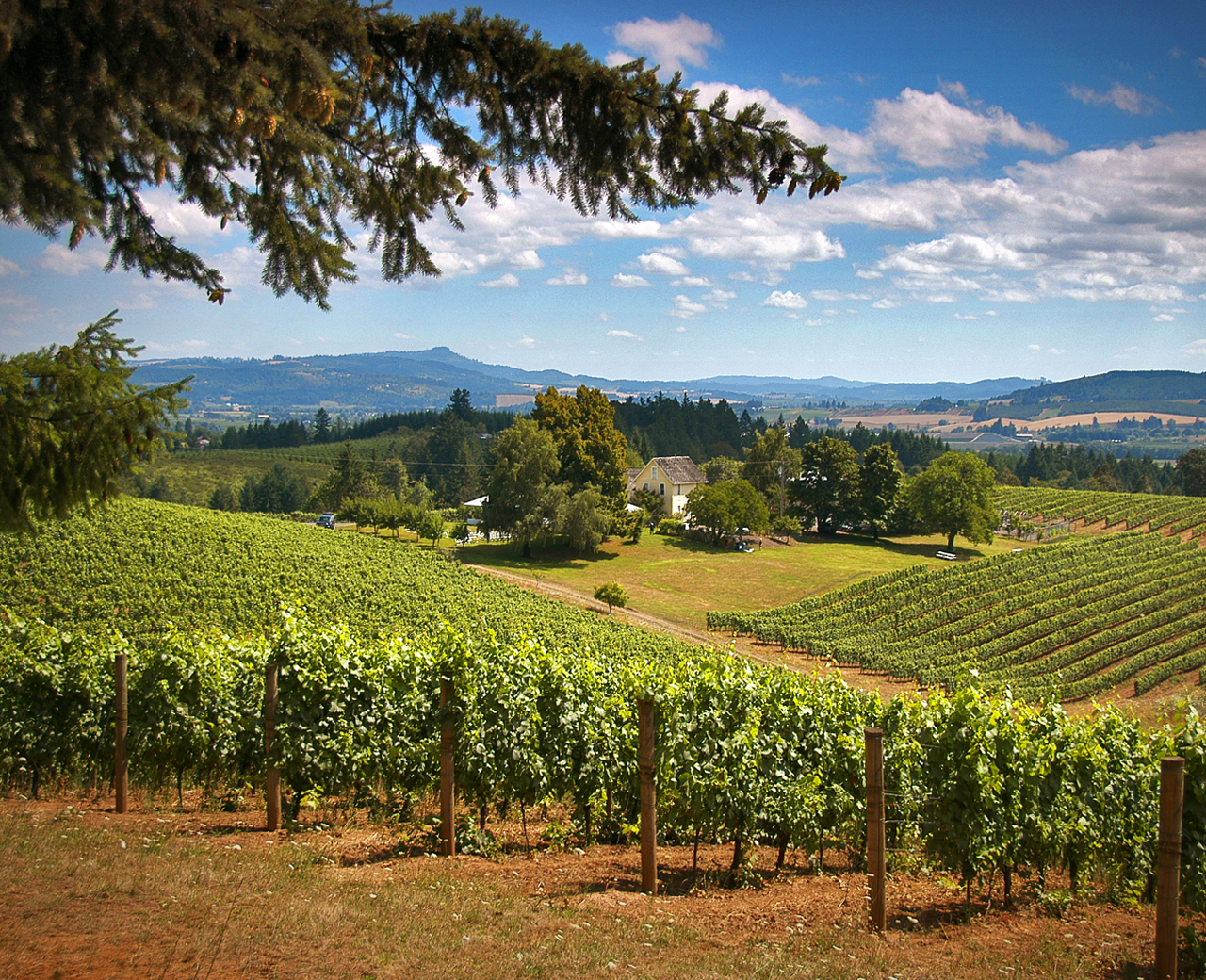 NR_WineCountry_NorthWillametteVintners