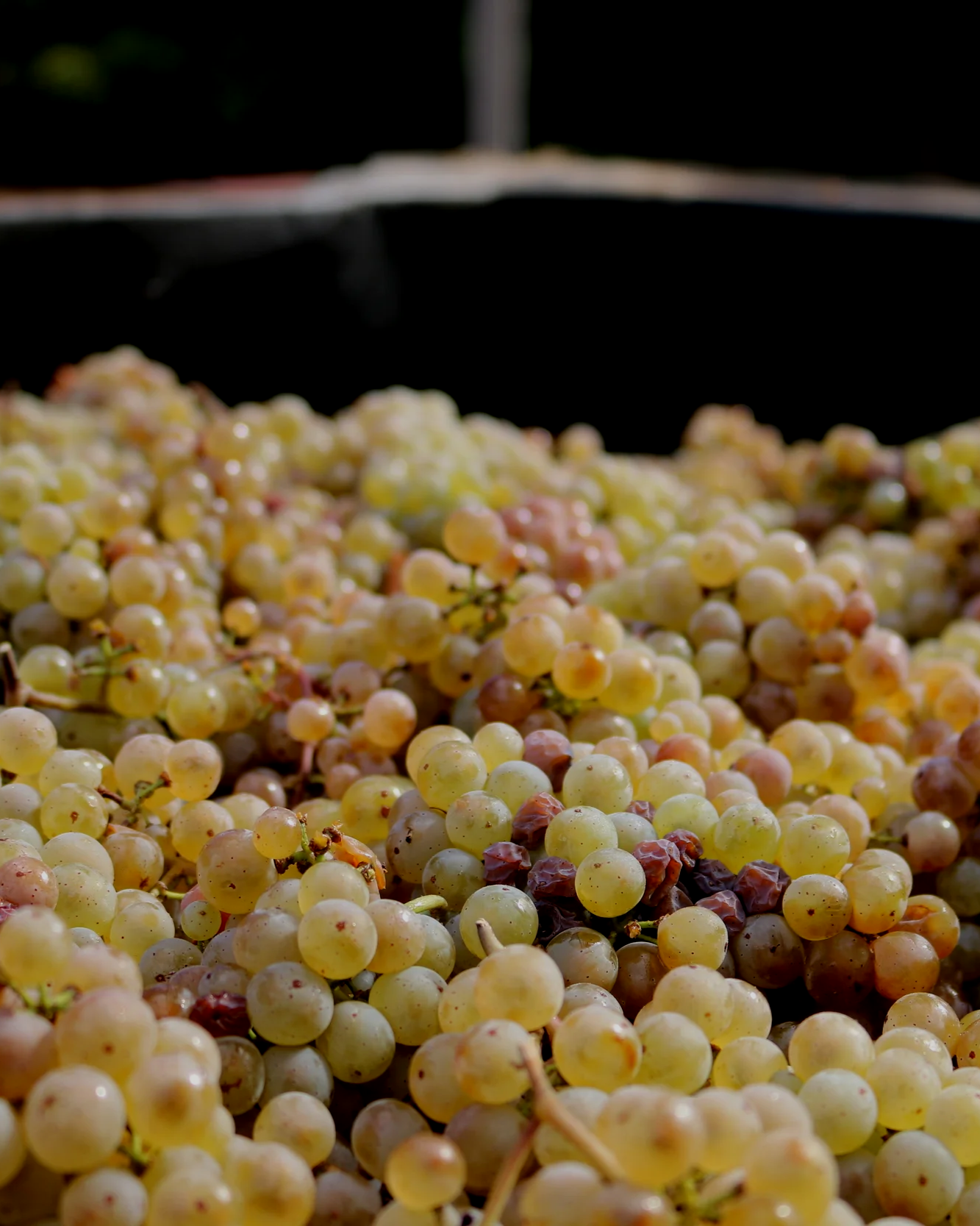 Auslese Riesling