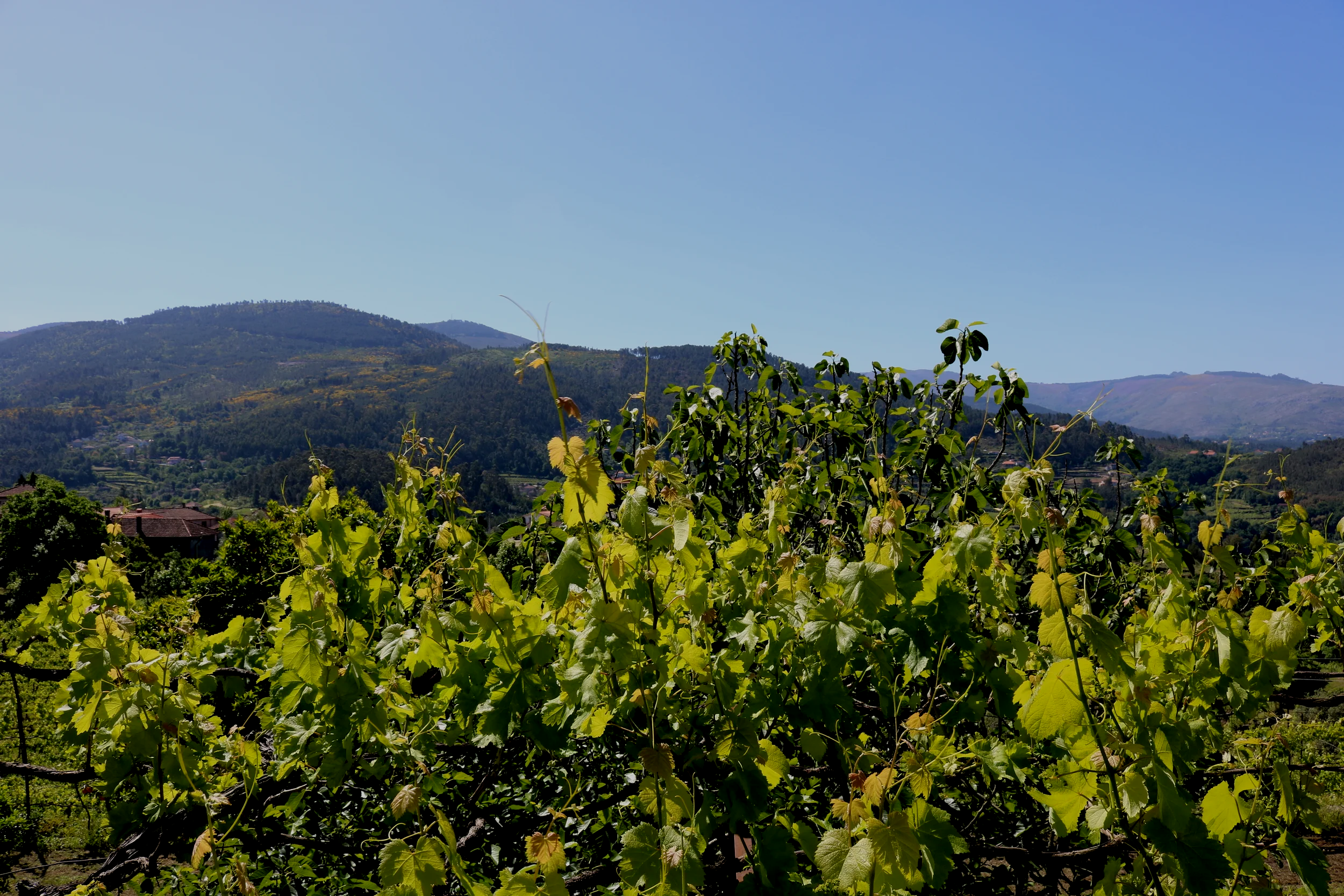 oregon vineyard