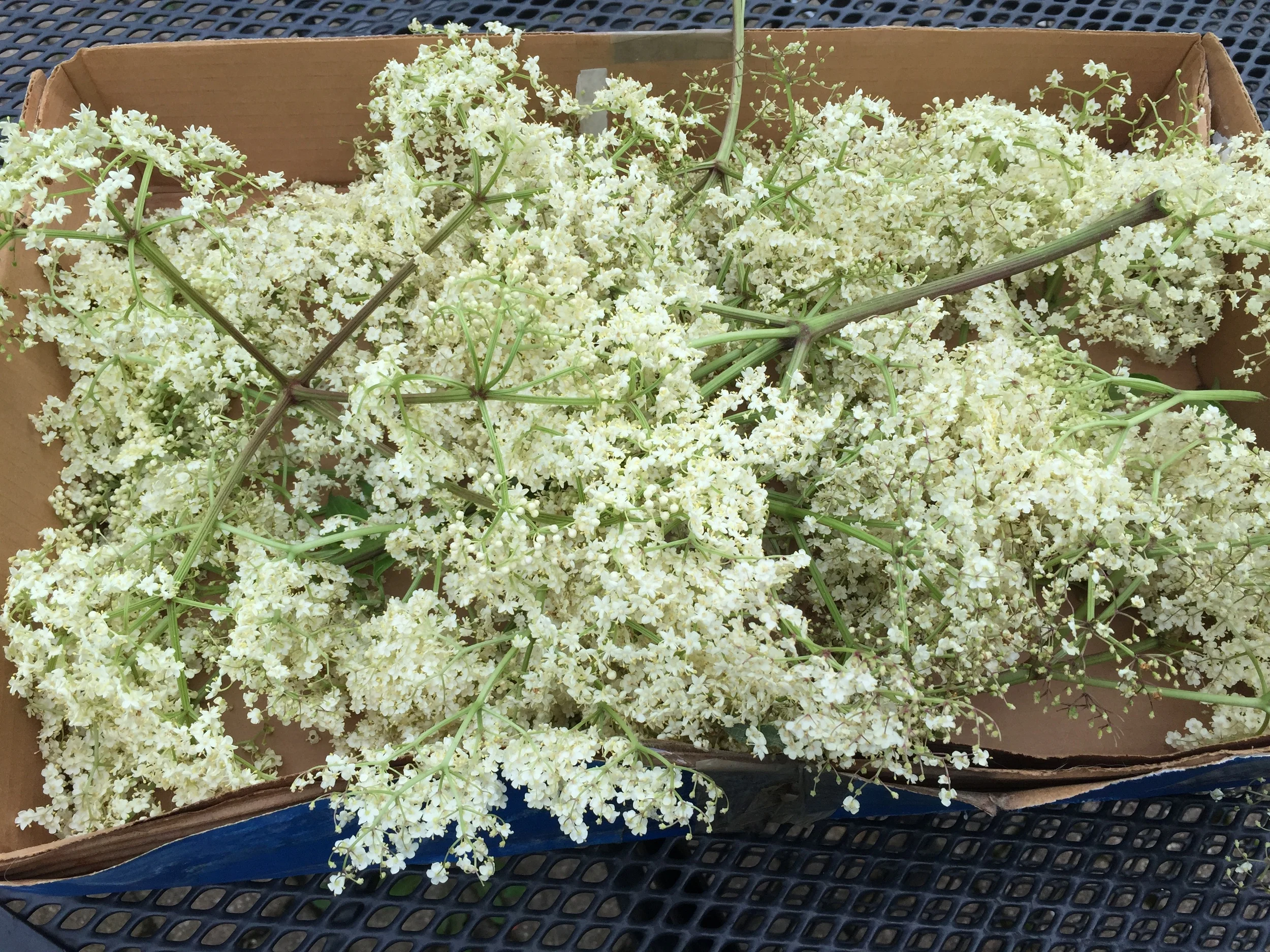 2015 Elderflower harvest