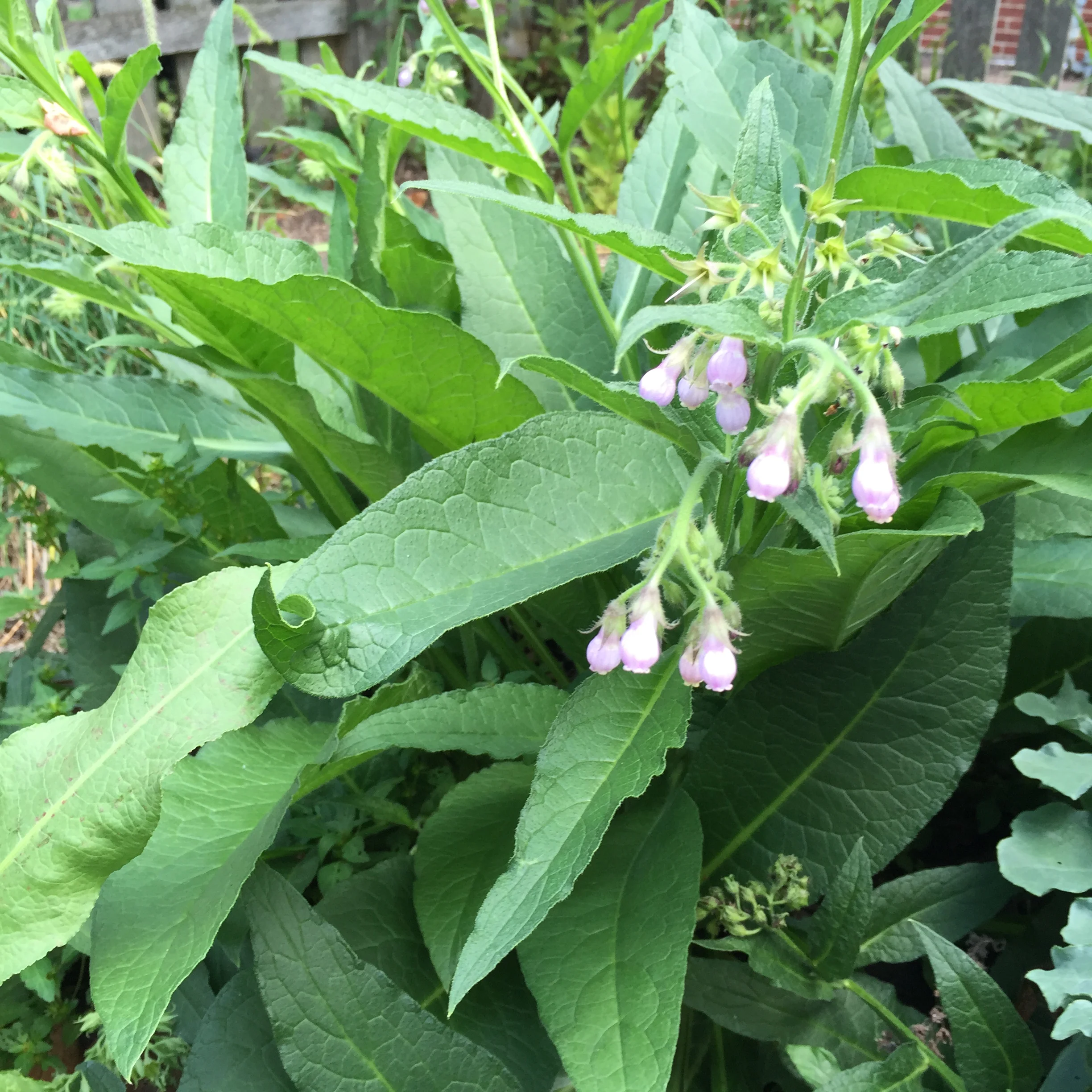 Love my Comfrey plants