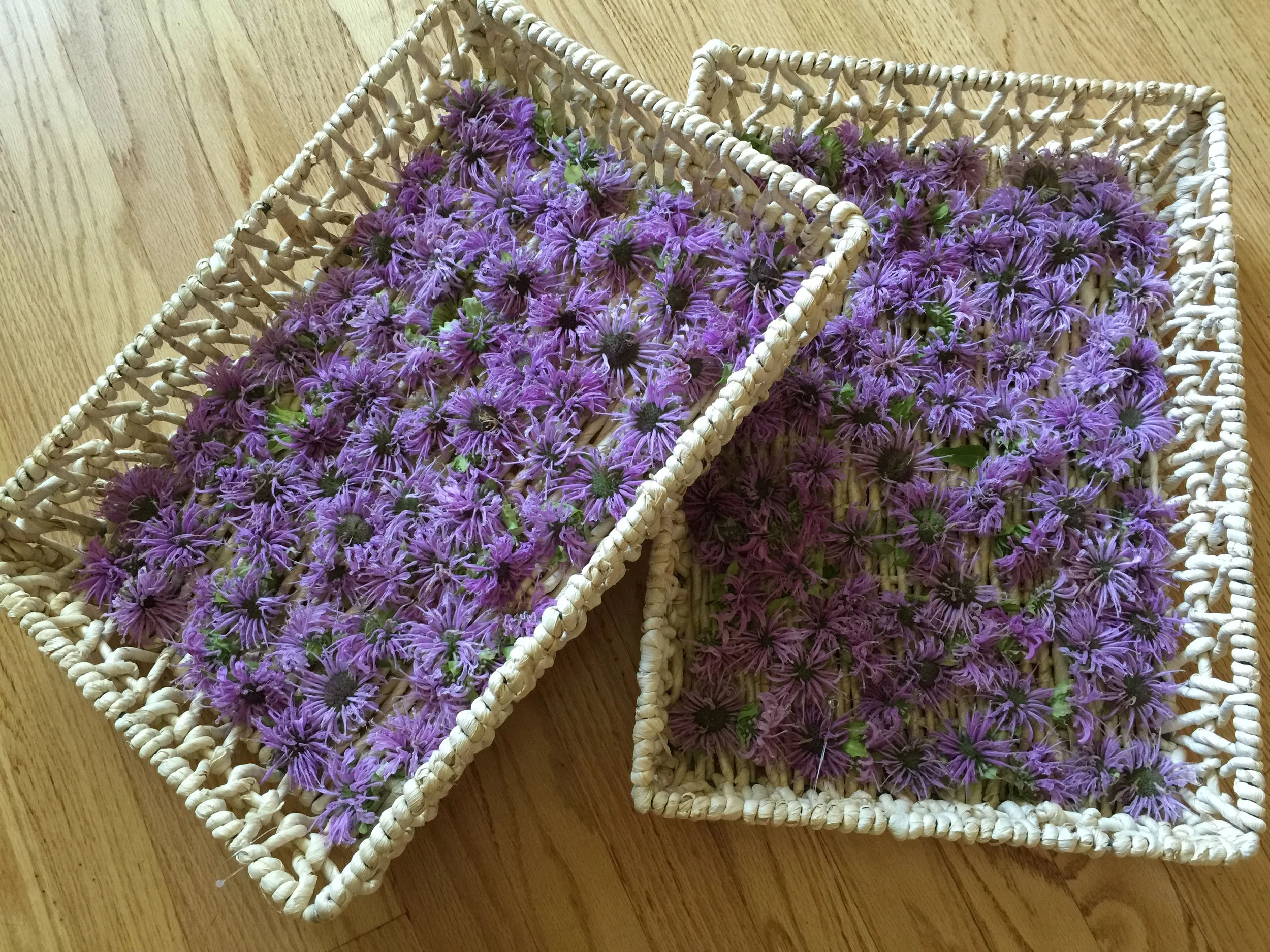 Bee Balm harvest - 2015