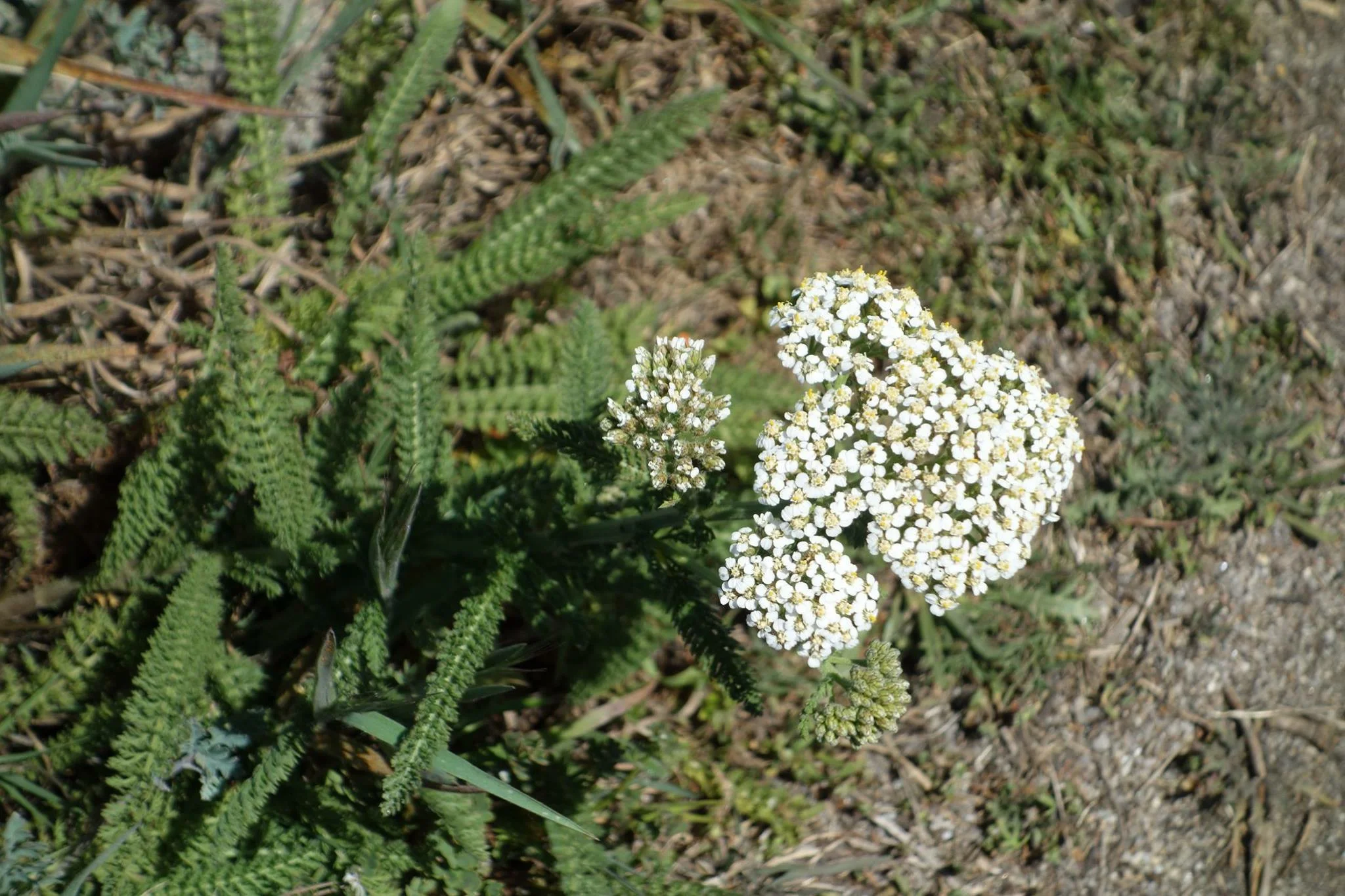 beautiful healing Yarrow - 2015