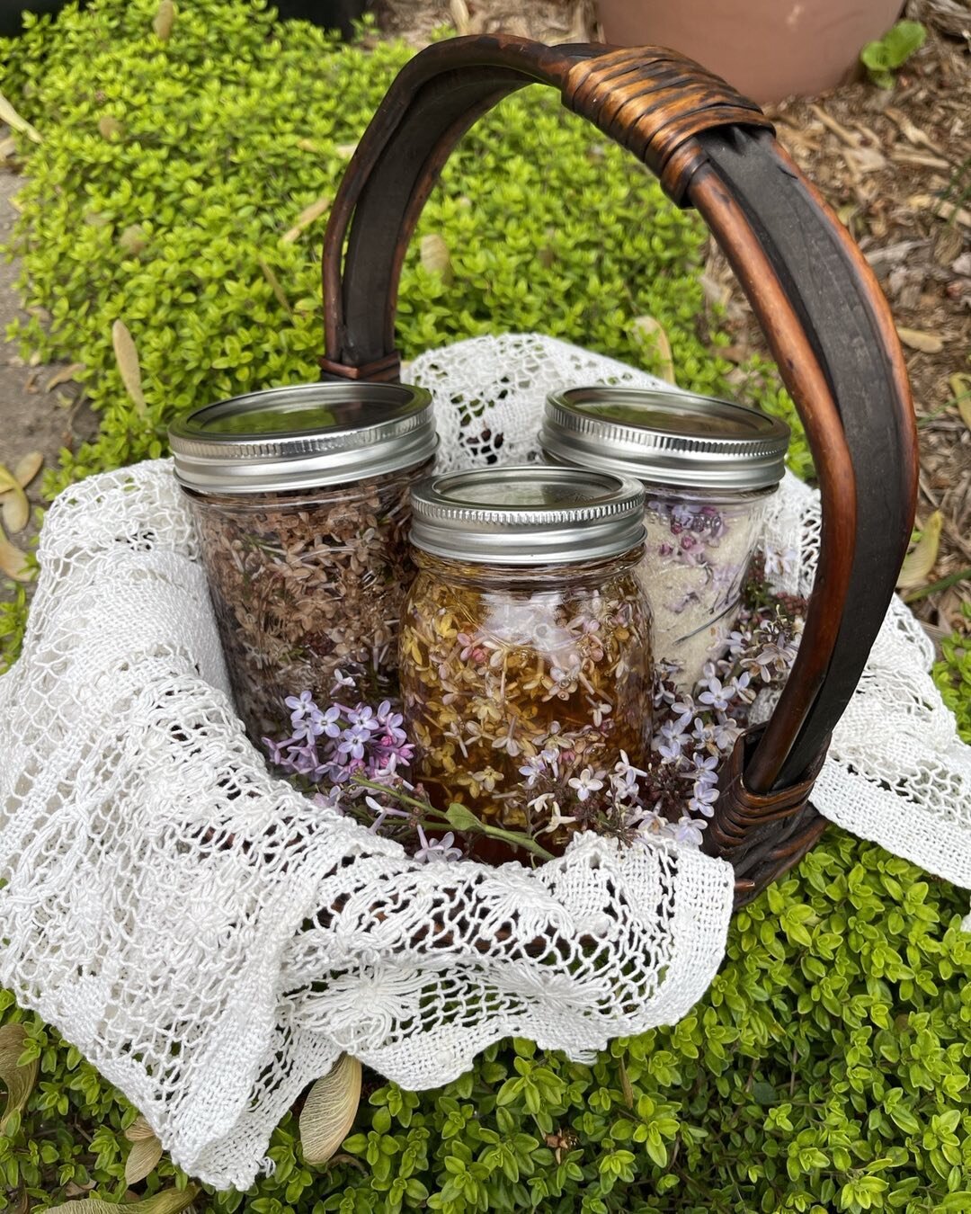 created some lilac magic today... lilac tincture, lilac honey and lilac sugar.  how are you using your lilacs?