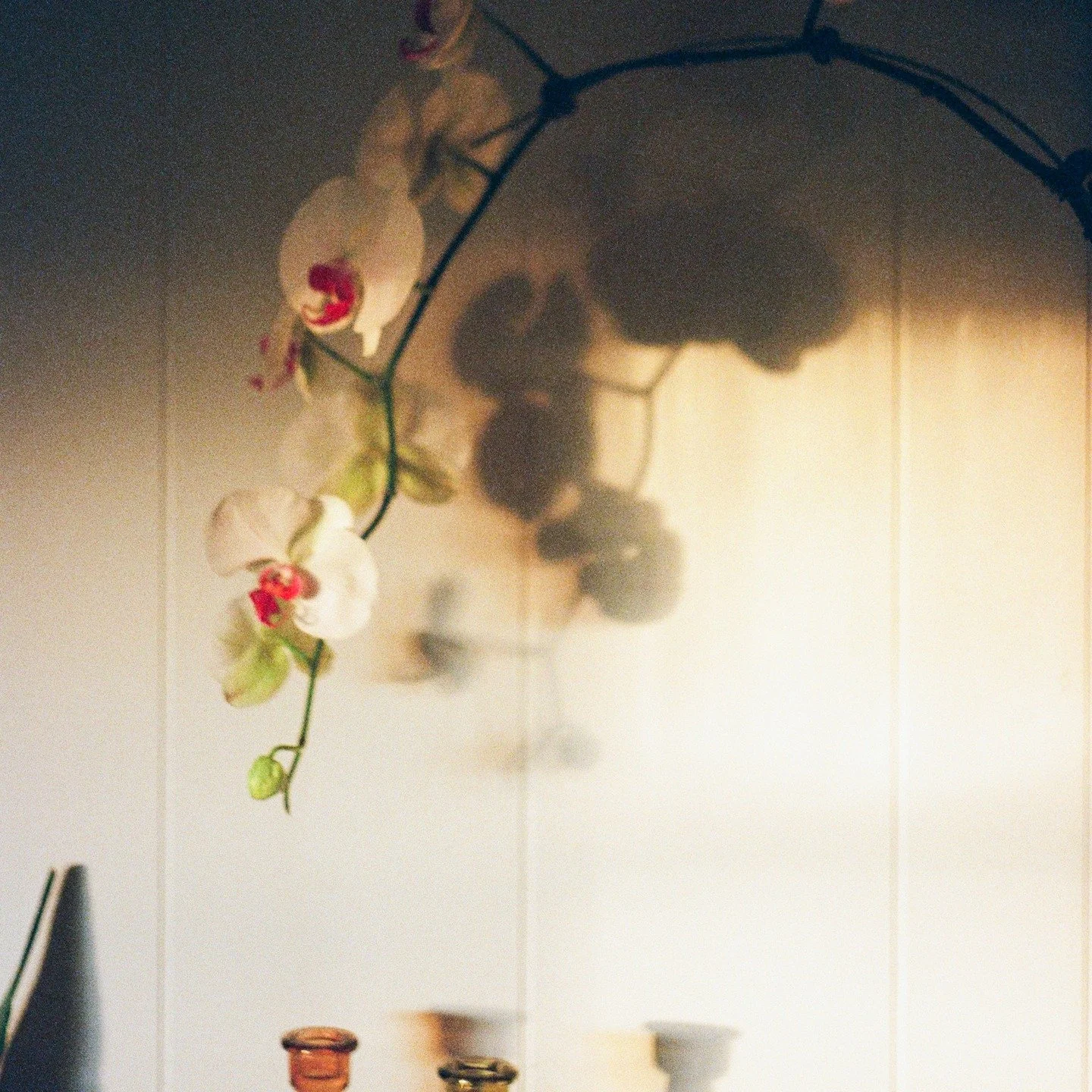 Film Therapy. Mega Orchid + Grief Petal Drops