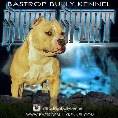 Bastrop Bully Kennel