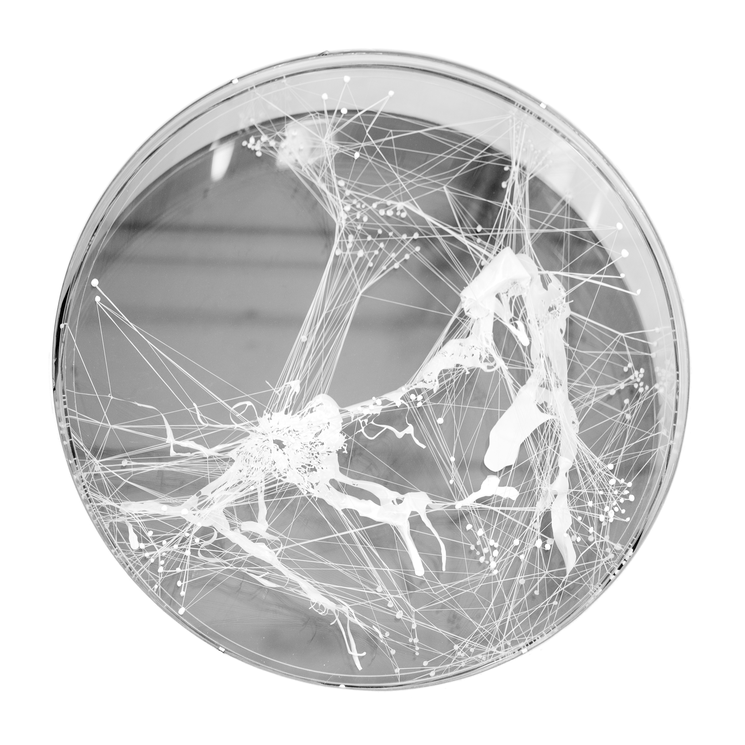 Cold installation CMA, NY 2014 Mylar, thread, plexiglass, acrylic 35 x 6 inches