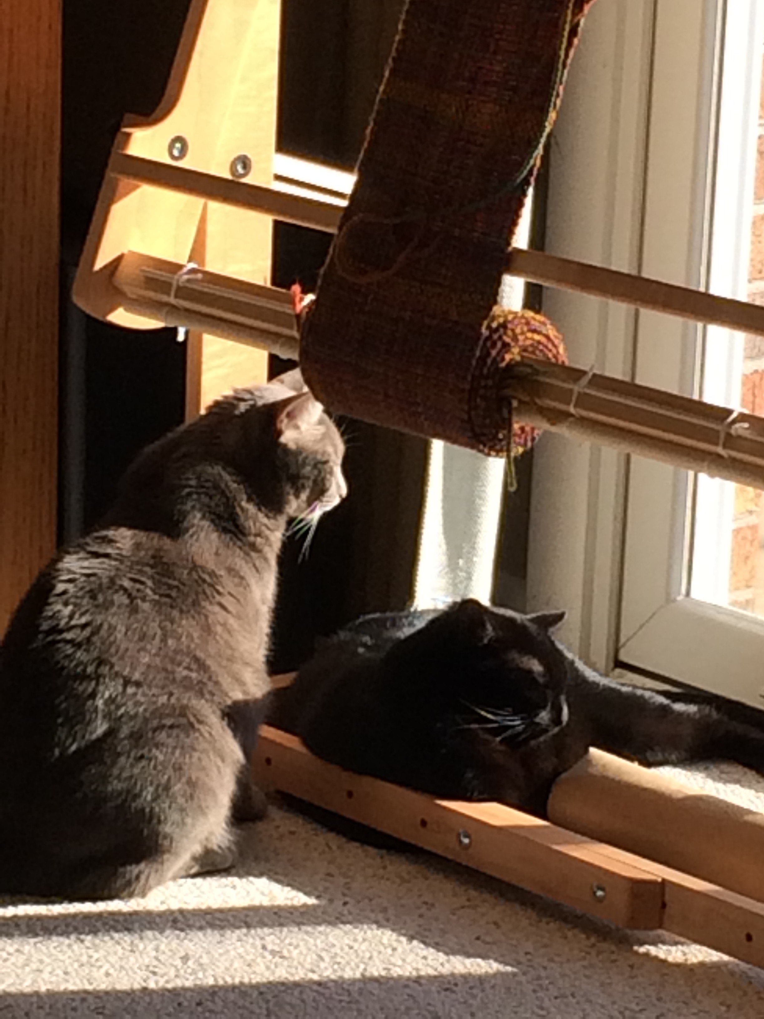 Daisy and Cookie
