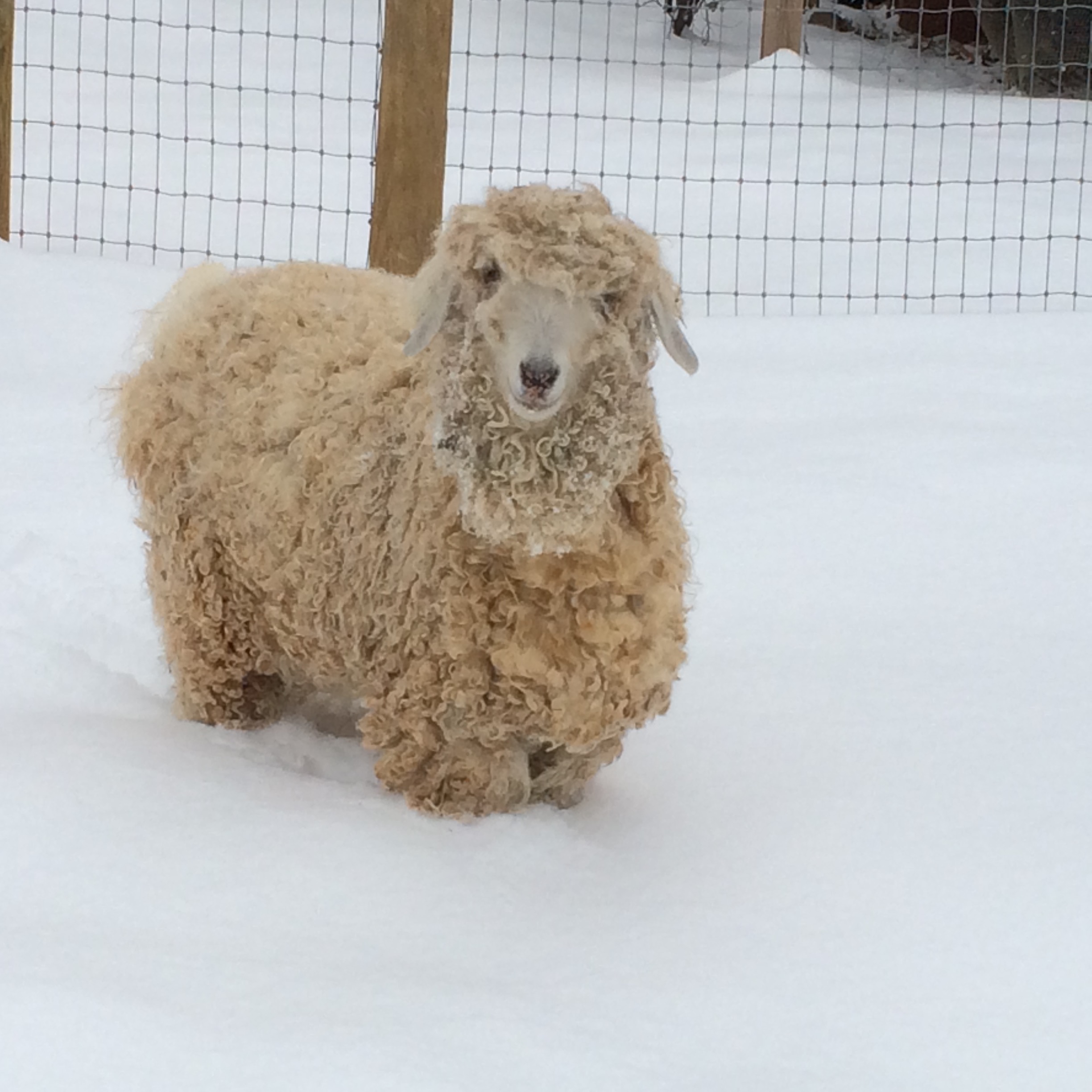 Amelia with a snow beard