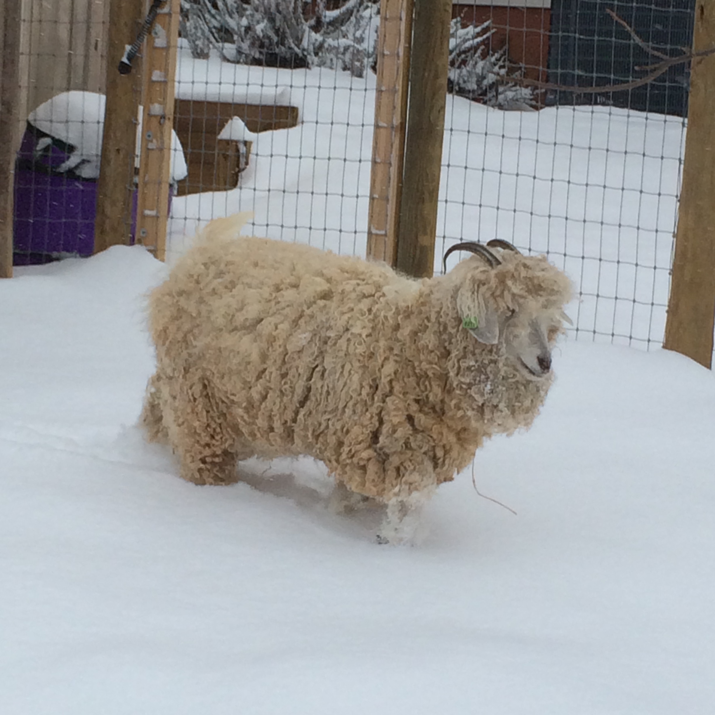 Ellie in the Snow